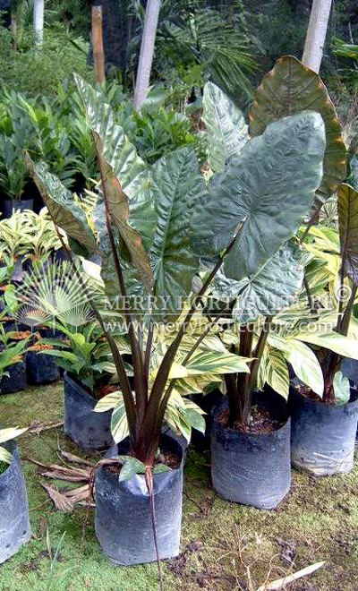 Alocasia black spp